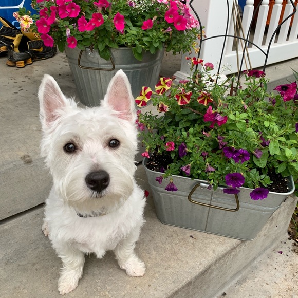 Meet your Posher, Channa - Picture 2 of 2